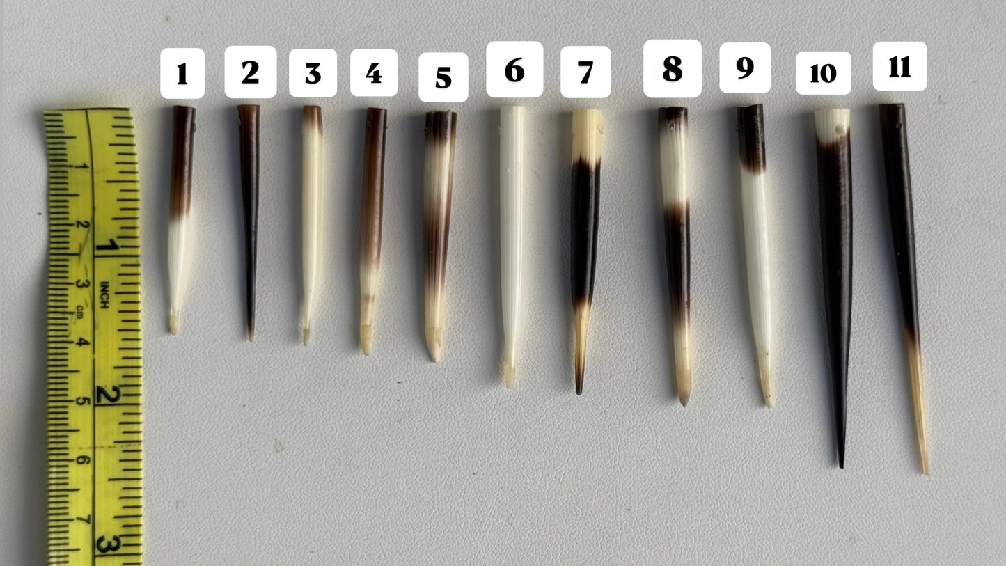 Porcupine Quills – Add-On Item (Requires Porcupine Necklace Purchase)