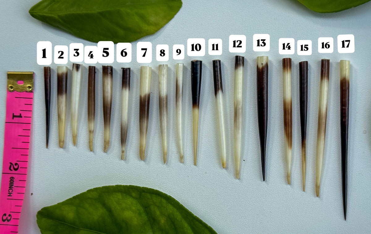Porcupine Quills – Add-On Item (Requires Porcupine Necklace Purchase)