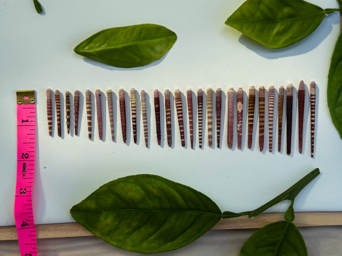 Wana Spines– Add-On Item (Requires Wana Necklace Purchase)
