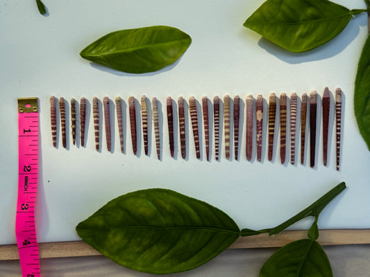 Wana Spines– Add-On Item (Requires Wana Necklace Purchase)